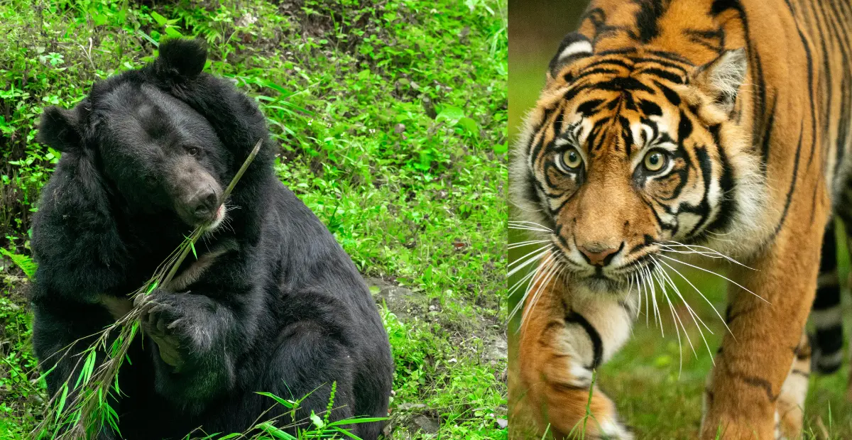 uttarakhand bhalu attack news